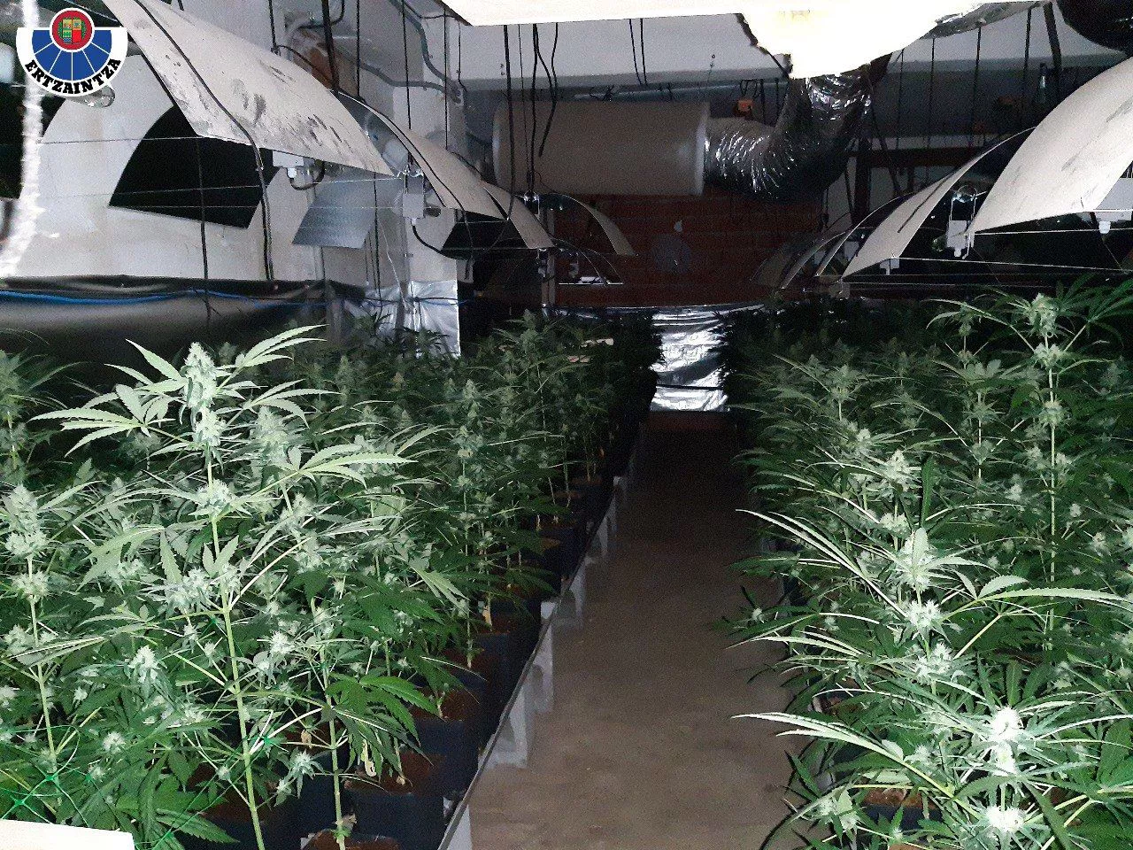 Imagen de la plantación de marihuana desmantelada en Berriatua