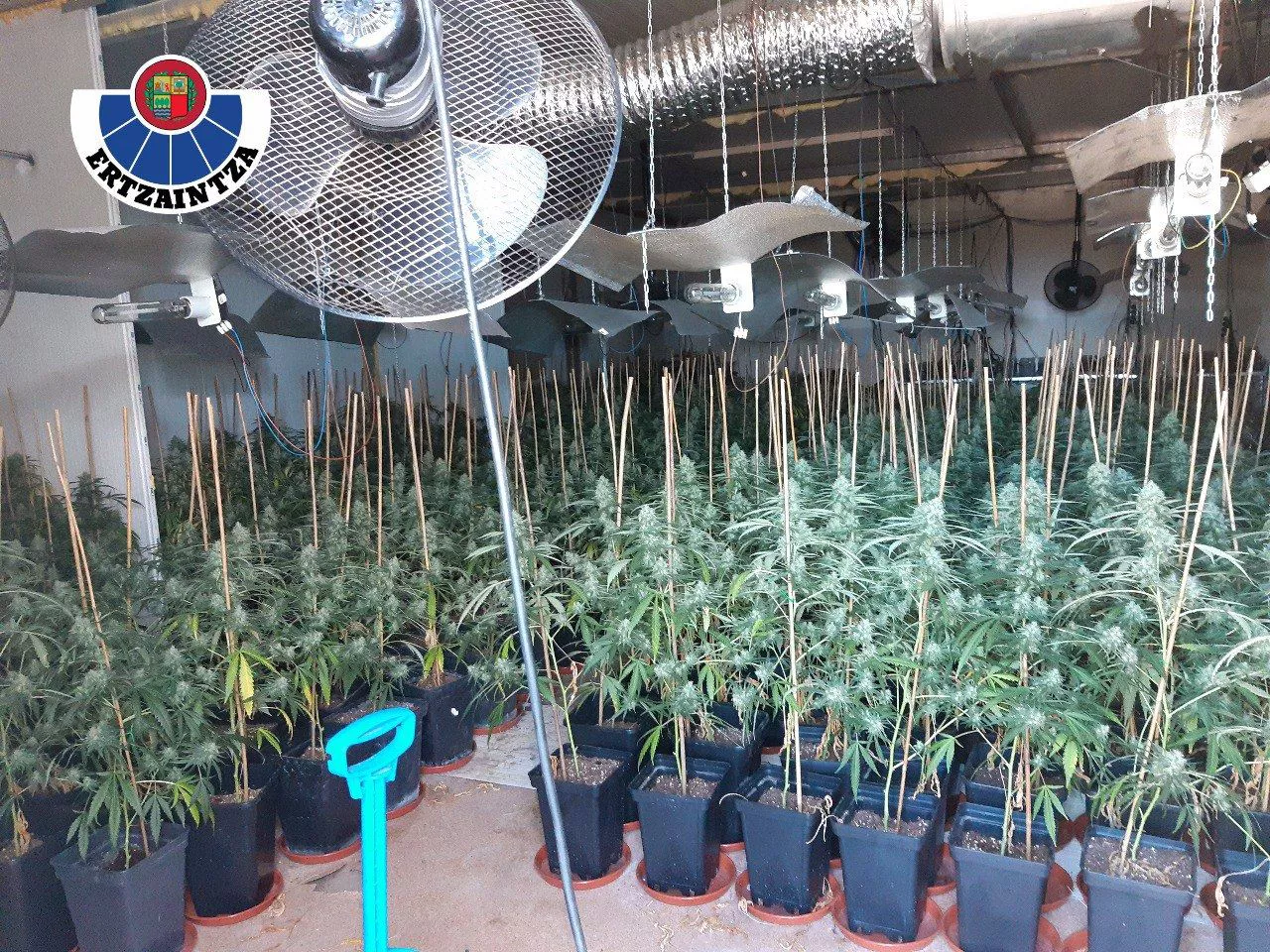 Plantación de marihuana en Berango. Foto: Ertzaintza.