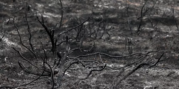 Tafallan suak kiskalitako zonaldea. Argazkia: EFE