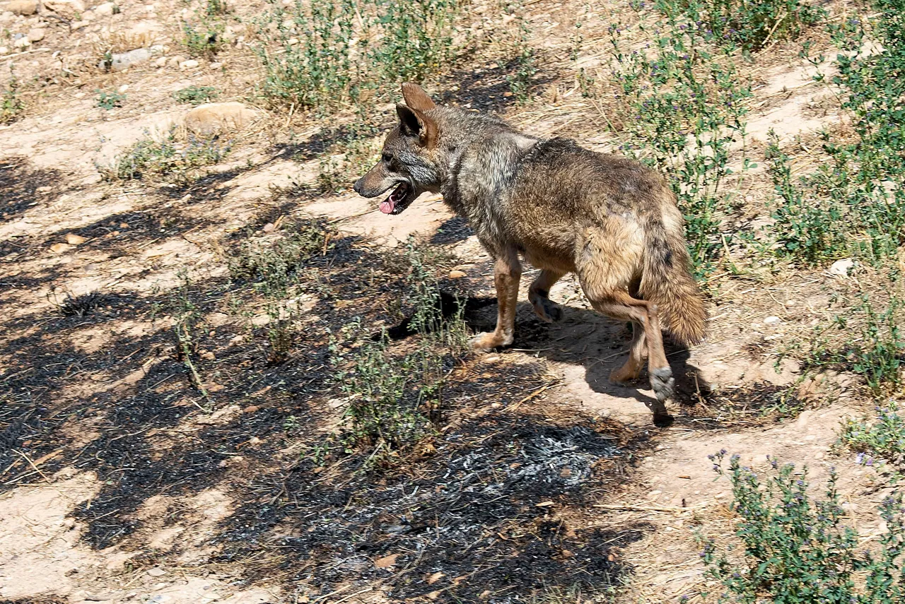 Imagen de un lobo en el parque Sendaviva