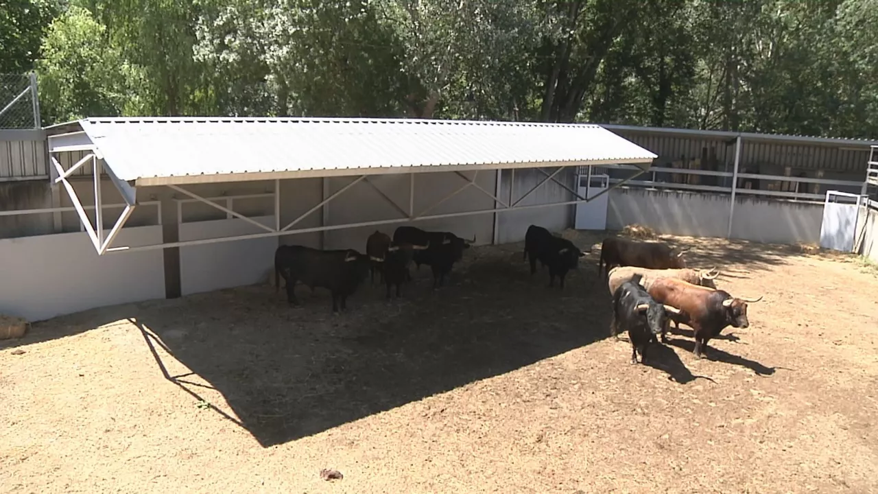 Toros de Núñez del Cuvillo. Imagen obtenida de un vídeo de EITB Media.
