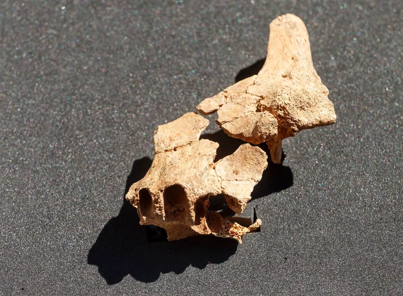 Detalle del fósil descubierto en Atapuerca. Foto: EFE.
