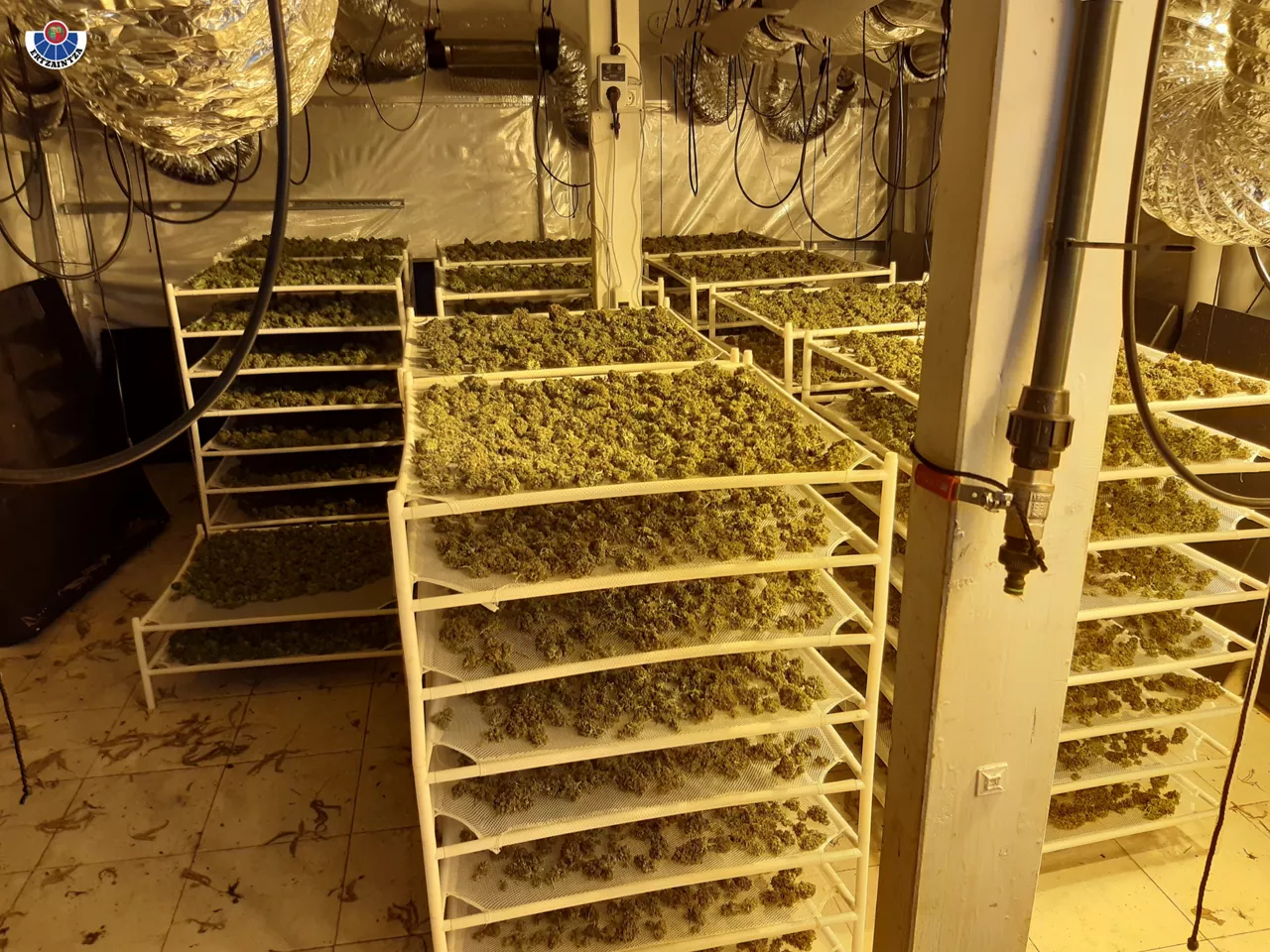 Imagen de la plantación incautada. Foto: Ertzaintza