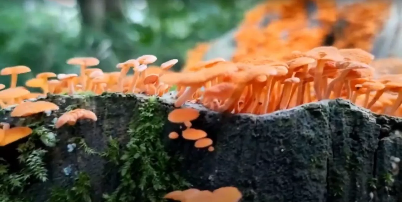 Hongo Favolaschia calocera. Imagen extraída de un vídeo de Parkea Bizirik.