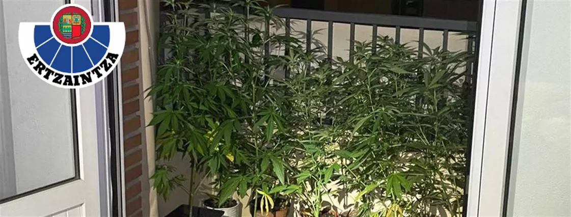 Varias de las plantas encontradas. Foto: Ertzaintza