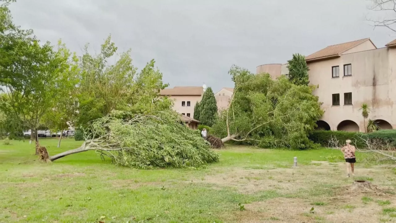 Arboles caídos en Córcega