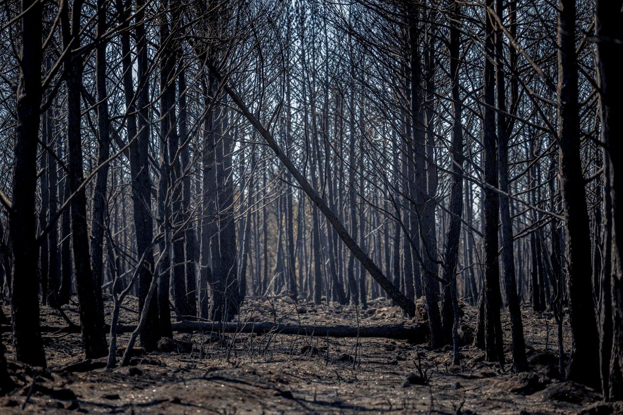 Bosque quemado en Bejís. Foto: EFE.