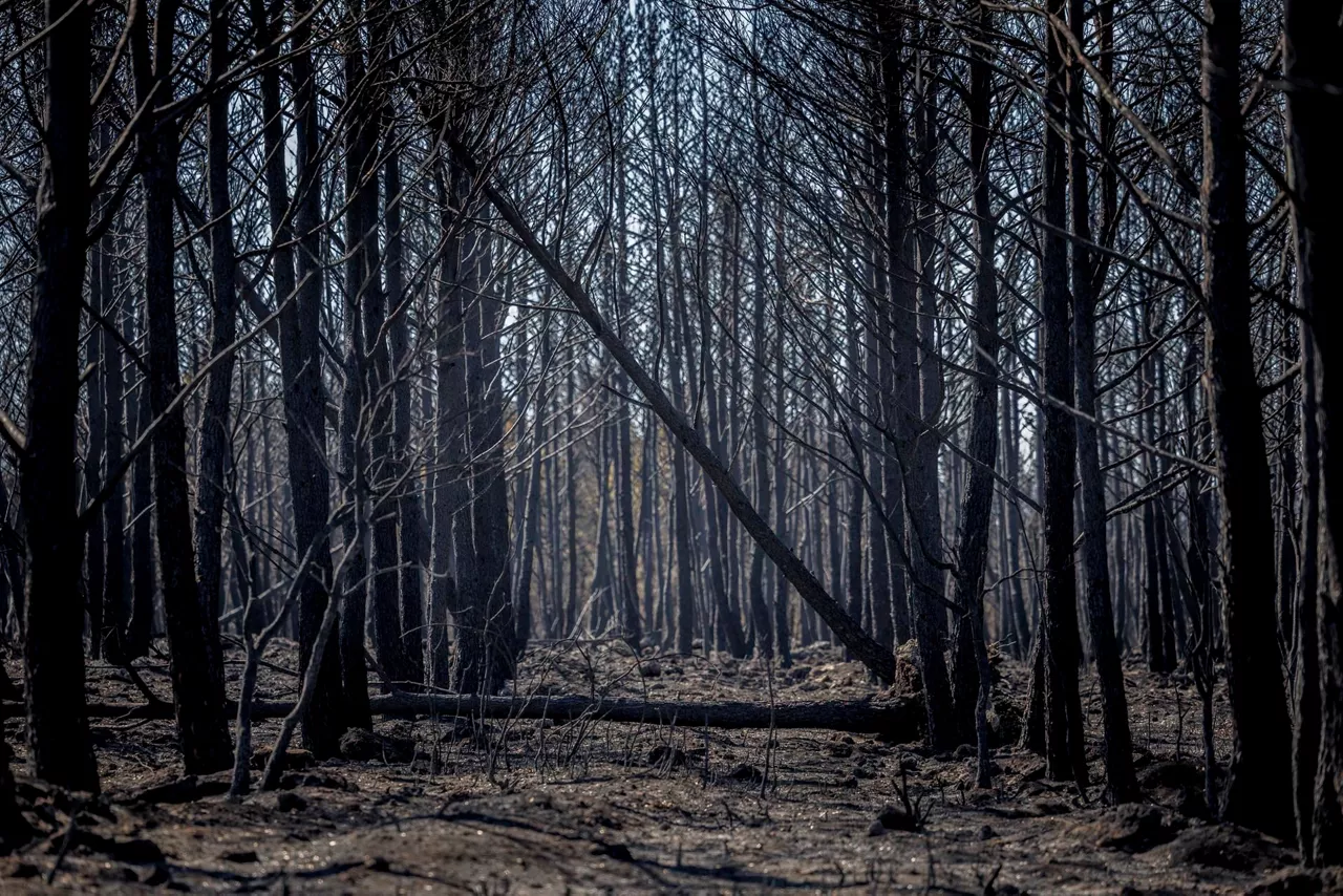 Bosque quemado en Bejís. Foto: EFE.