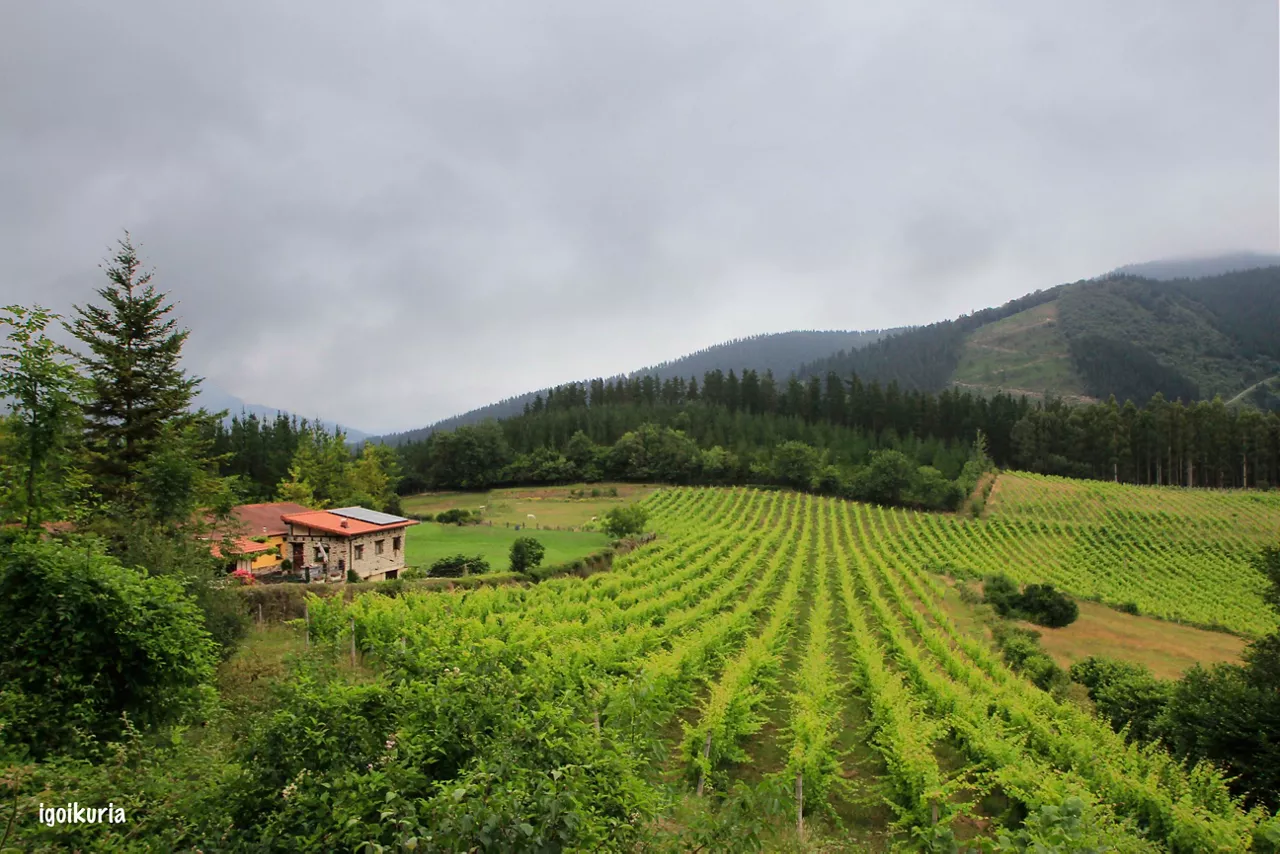 Un viñedo de Bizkaia en julio. Imagen de Inocencio Goikuria Iturrioz cedida a EITB.