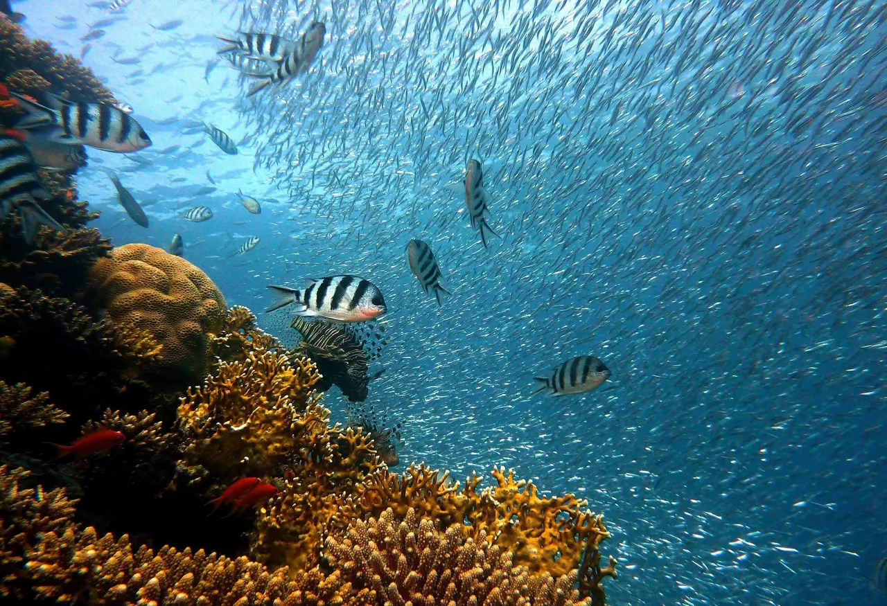 Fondo marino