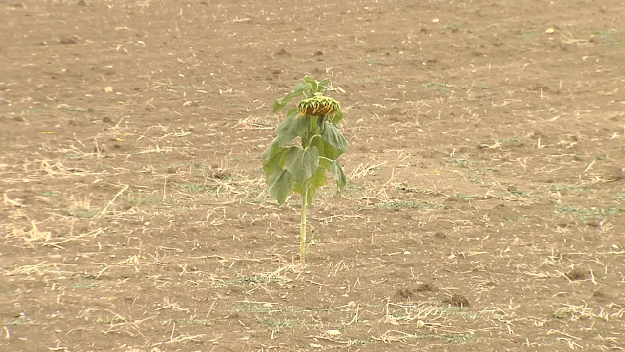 Girasol. Imagen: EITB Media
