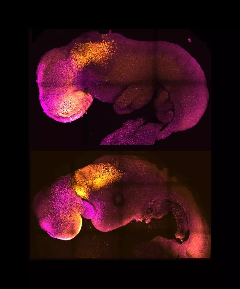 Bi enbrioi, bata naturala eta bestea sintetikoa. Argazkia: University of Cambridge