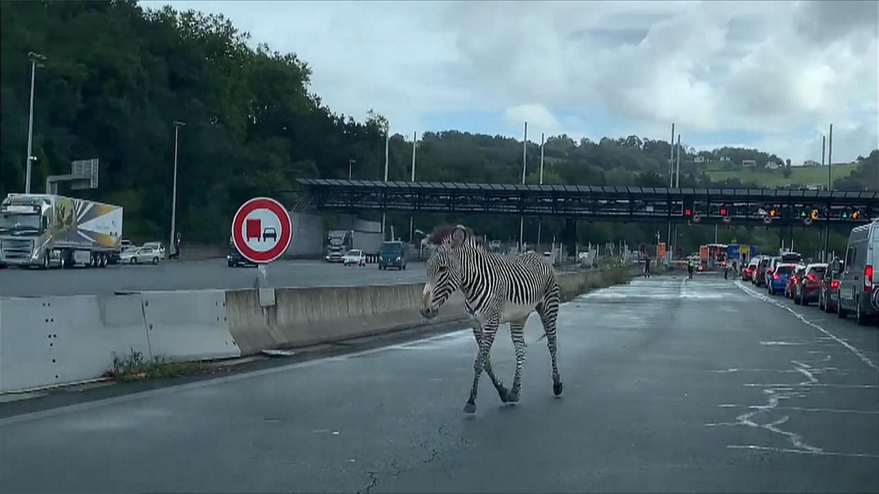 zebra-biriatu_1920x1080