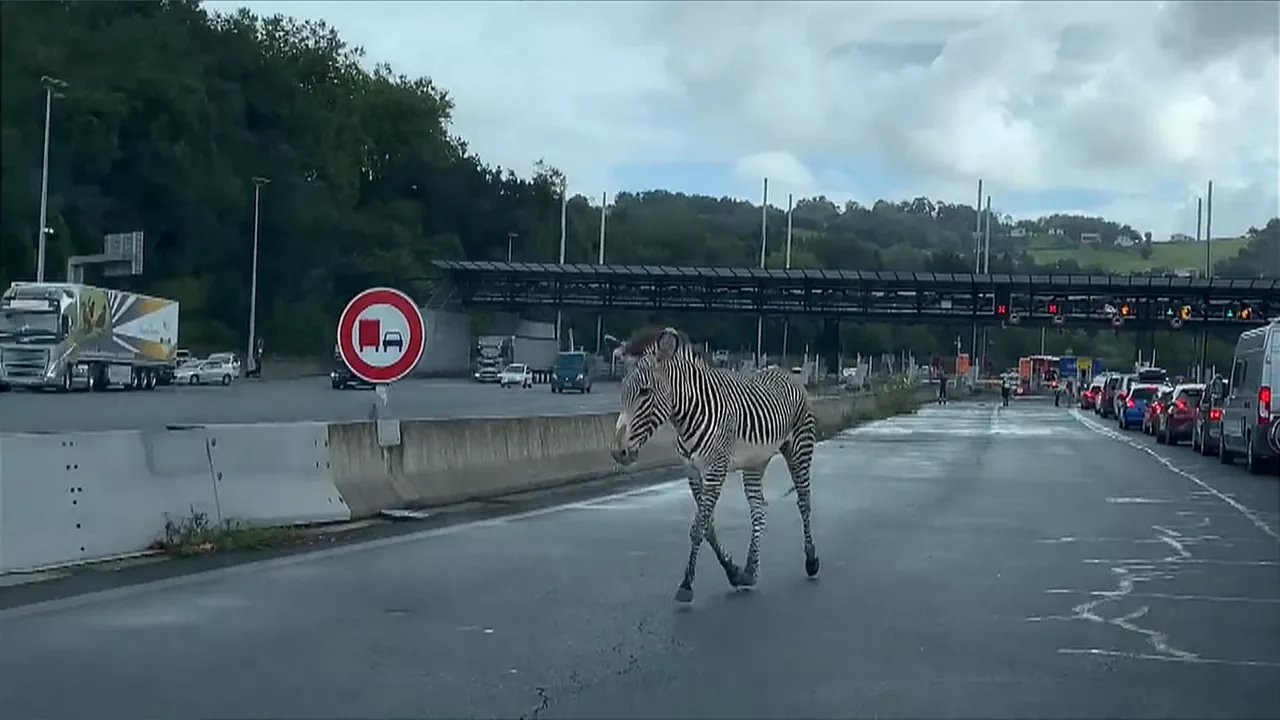 zebra-biriatu_1920x1080