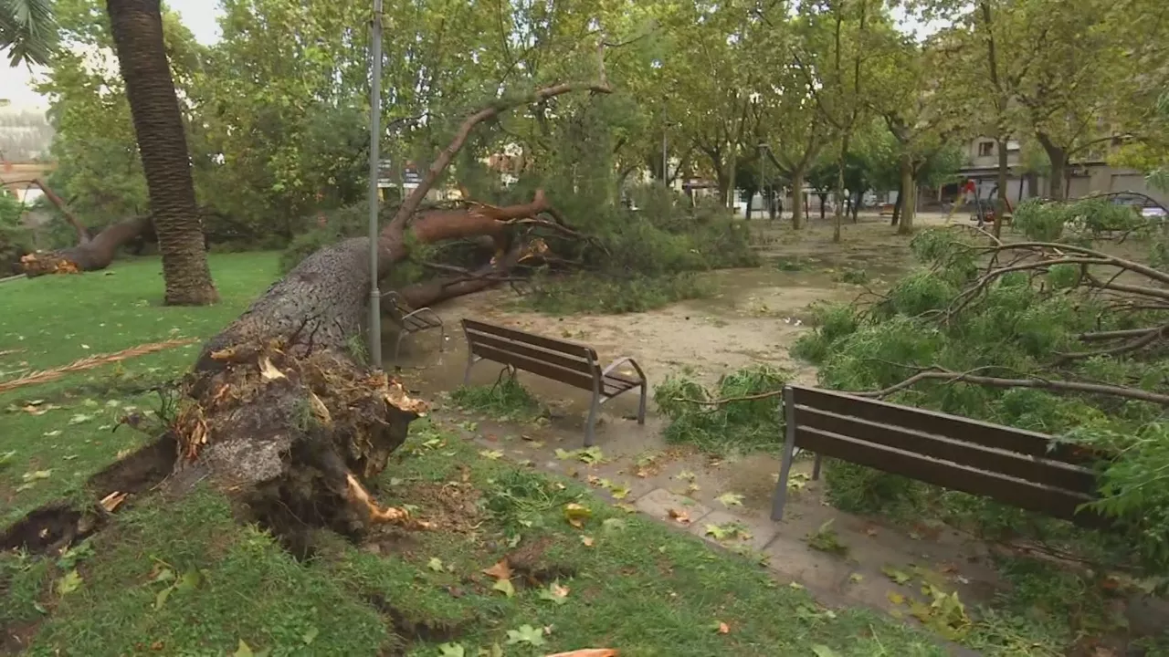 Árbol caído. Imagen obtenida de un vídeo de Forta.