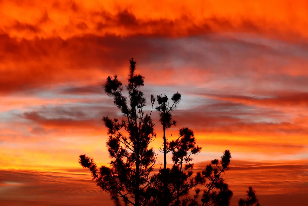 Iurreta (Txaro de Ortiz de Zarate)