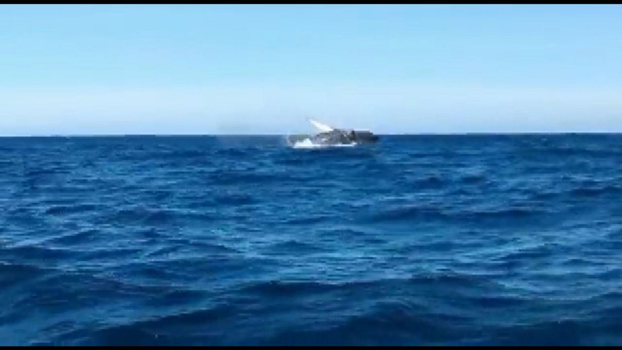 Ballena jorobada en Zumaia
