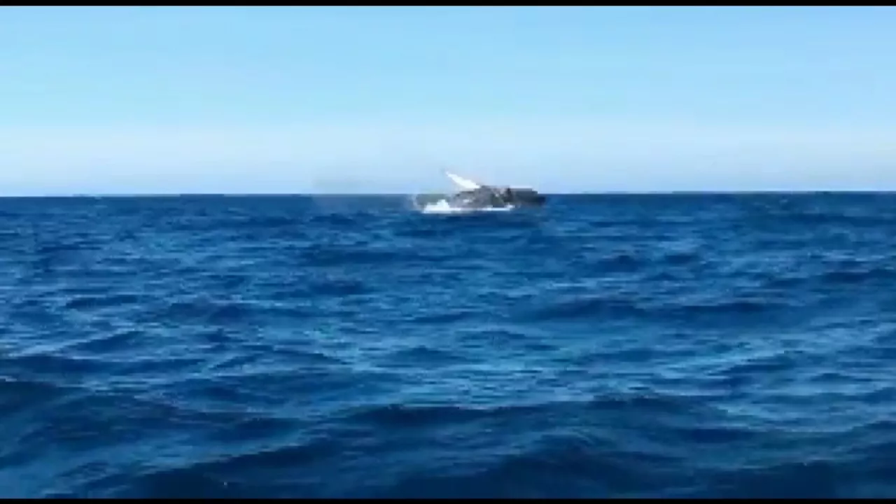 Ballena jorobada en Zumaia