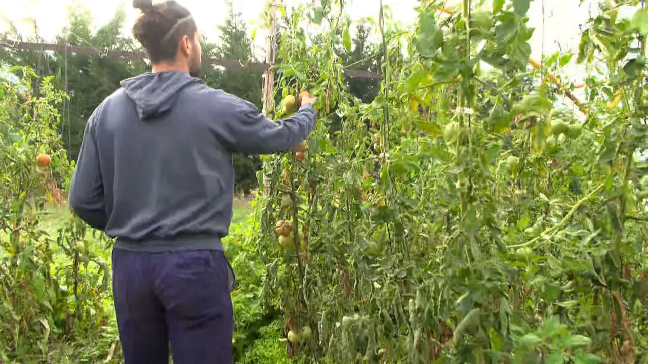 Huerta