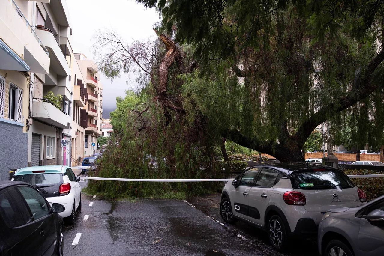Caída de un árbol en Santa Cruz de Tenerife. Foto: EFE.