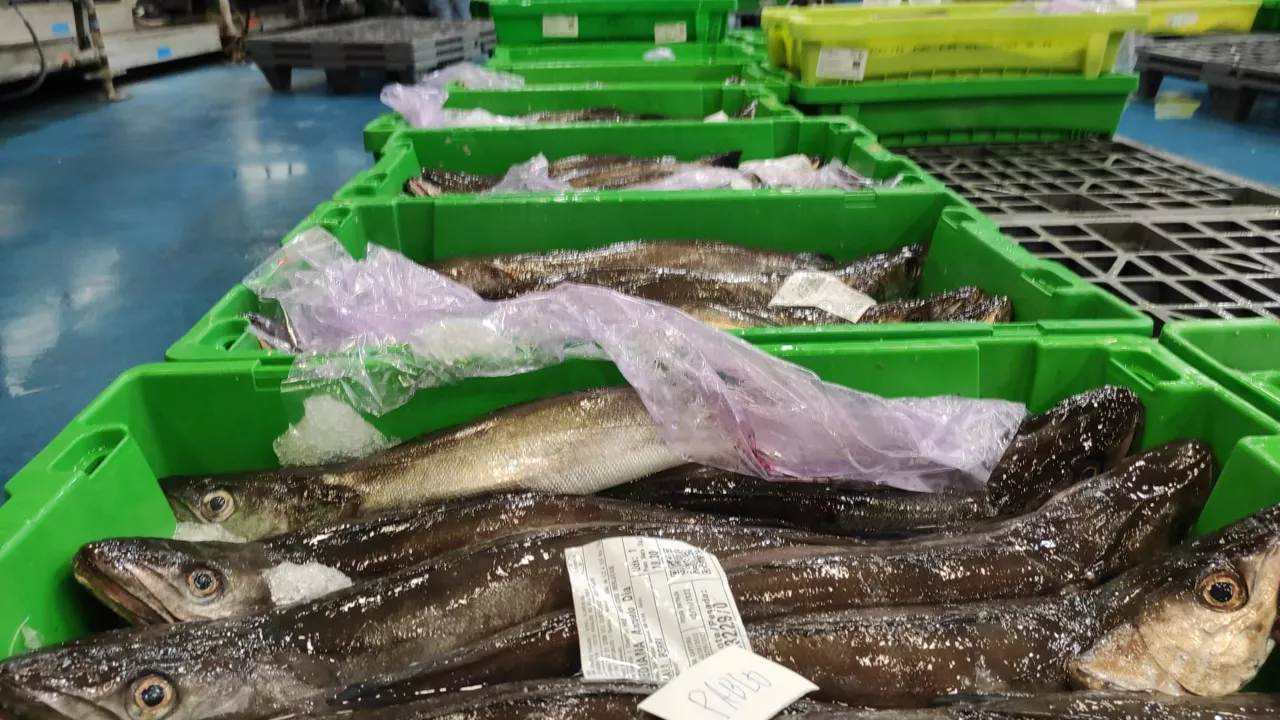 merluzas