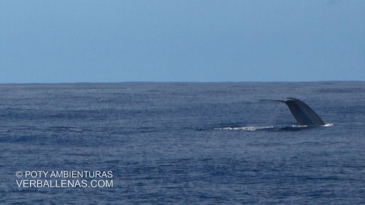Ballena en el cabo de Matxitxako