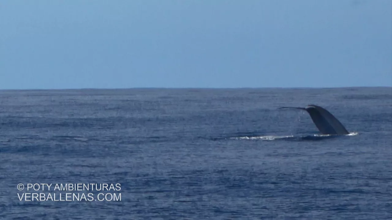 Ballena en el cabo de Matxitxako
