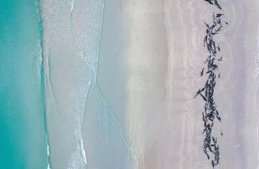 Imagen aérea de las ballenas varadas. Foto: Tamzin Henderson