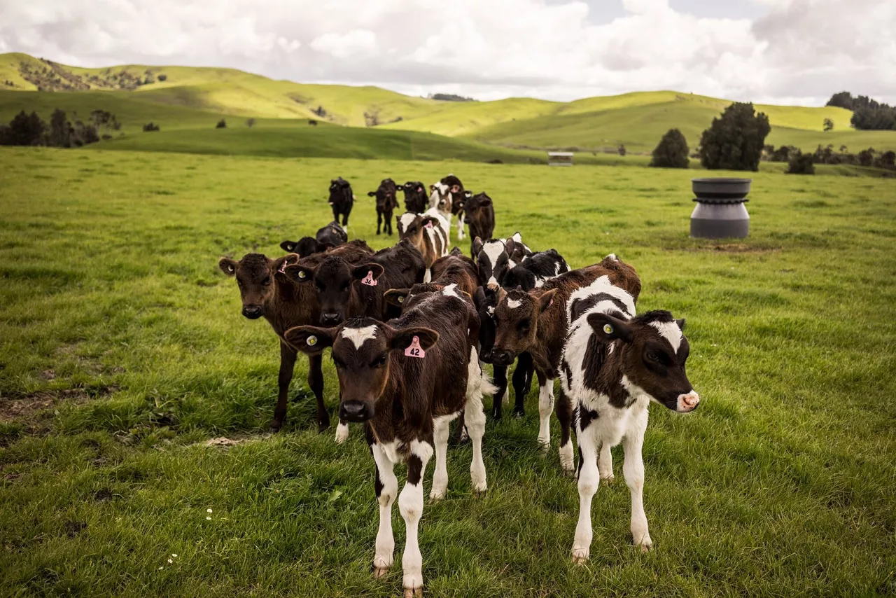 Behiak Vacas