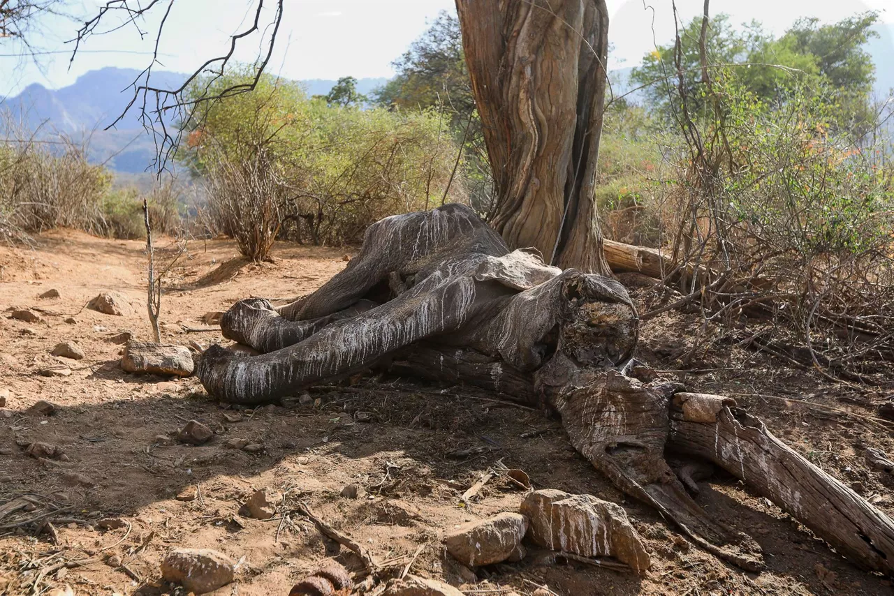El informe 'Planeta Vivo' constata una emergencia en la biodiversidad mundial. Foto: EFE.