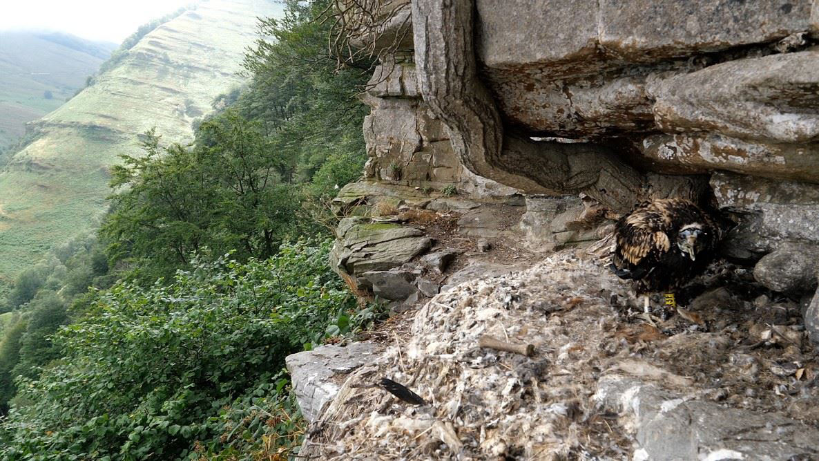 Alimoche. Foto: Diputación Foral de Bizkaia.