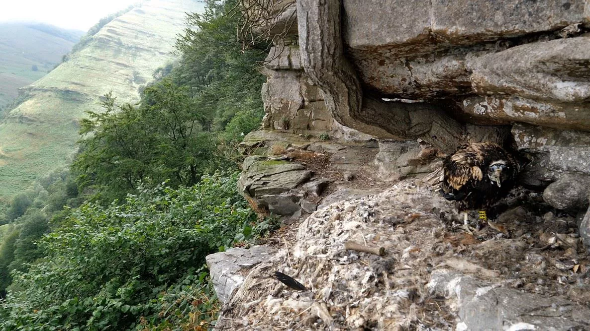 Alimoche. Foto: Diputación Foral de Bizkaia.