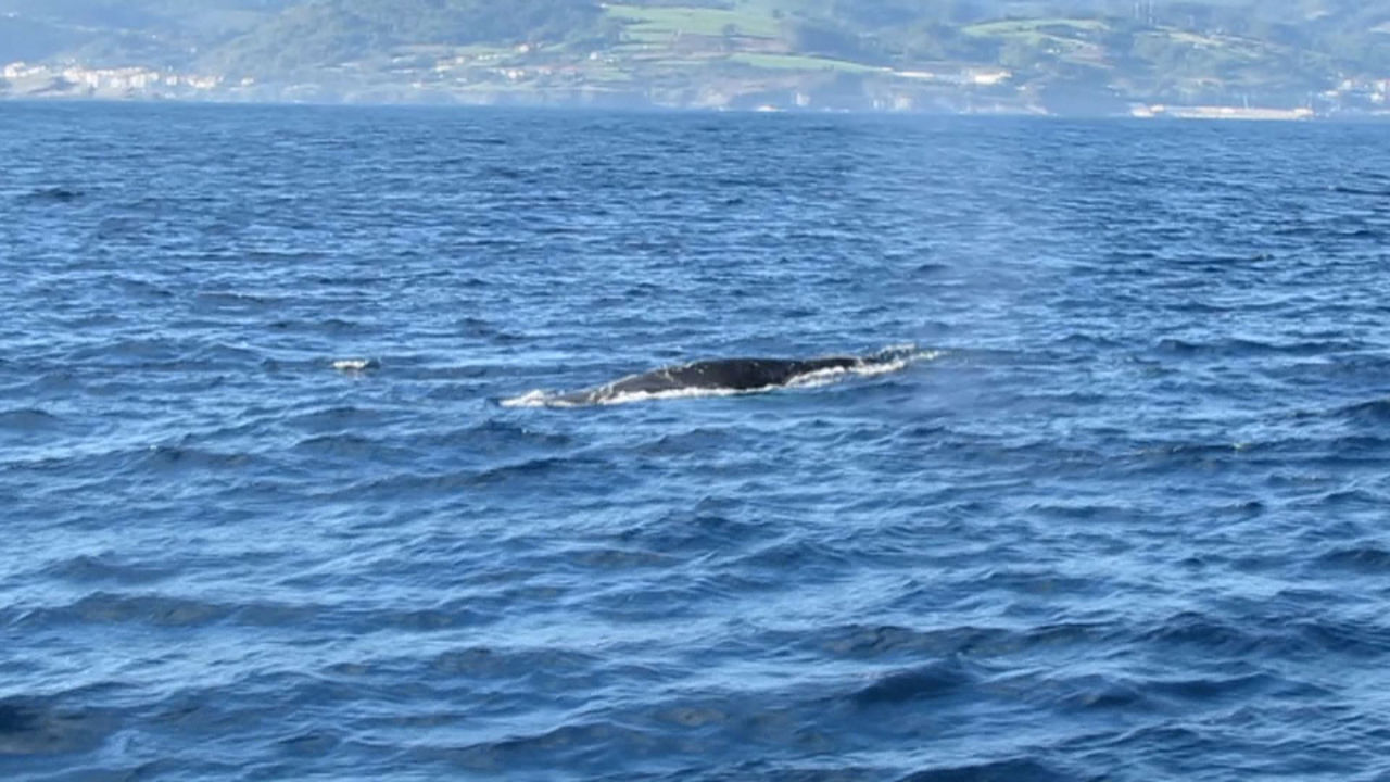 Ballena en Urdaibai