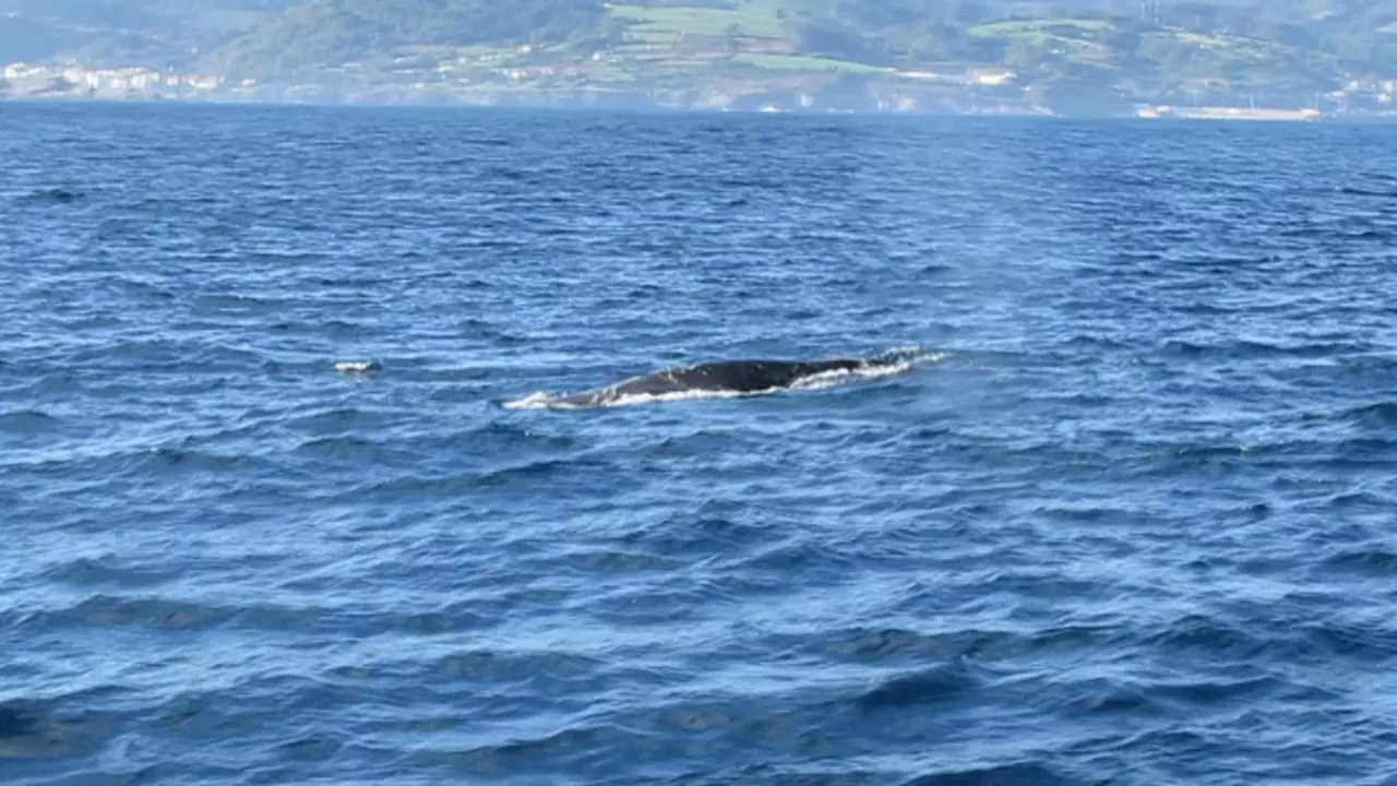 Ballena en Urdaibai