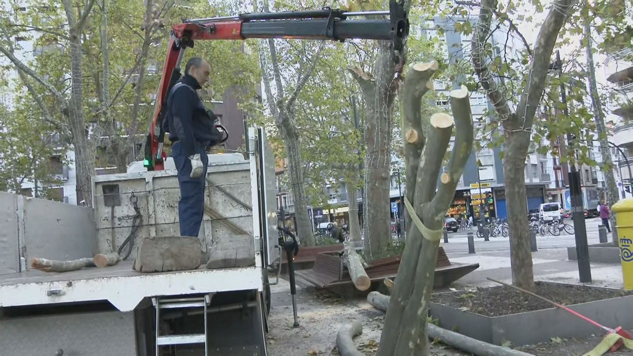 Retirada de árboles en Vitoria-Gasteiz. Imagen obtenida de un vídeo de EITB Media.