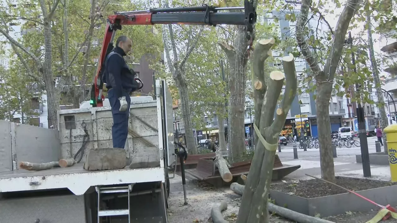 Retirada de árboles en Vitoria-Gasteiz. Imagen obtenida de un vídeo de EITB Media.