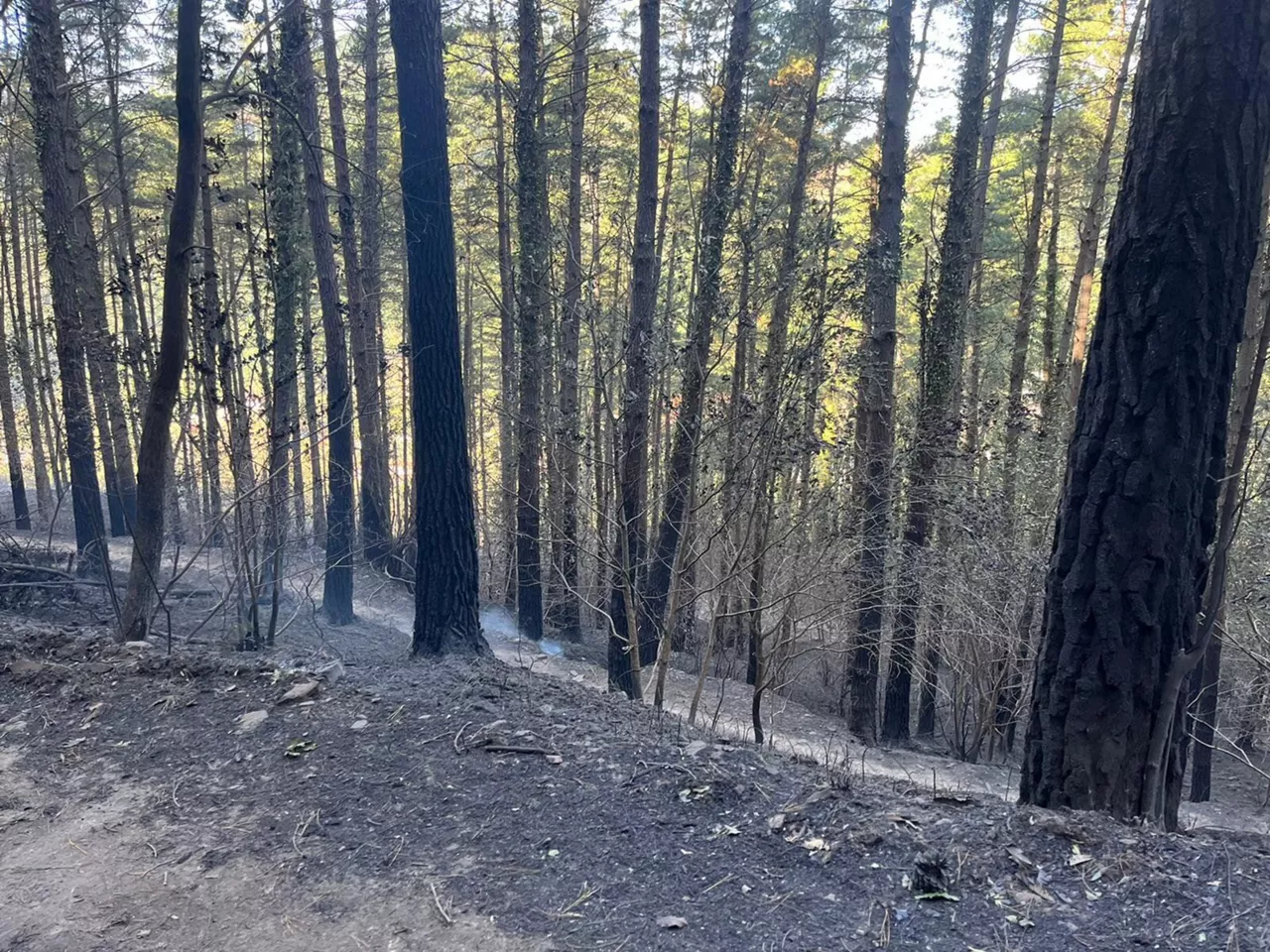 Incendio estabilizado en Balmaseda. Foto: EITB Media