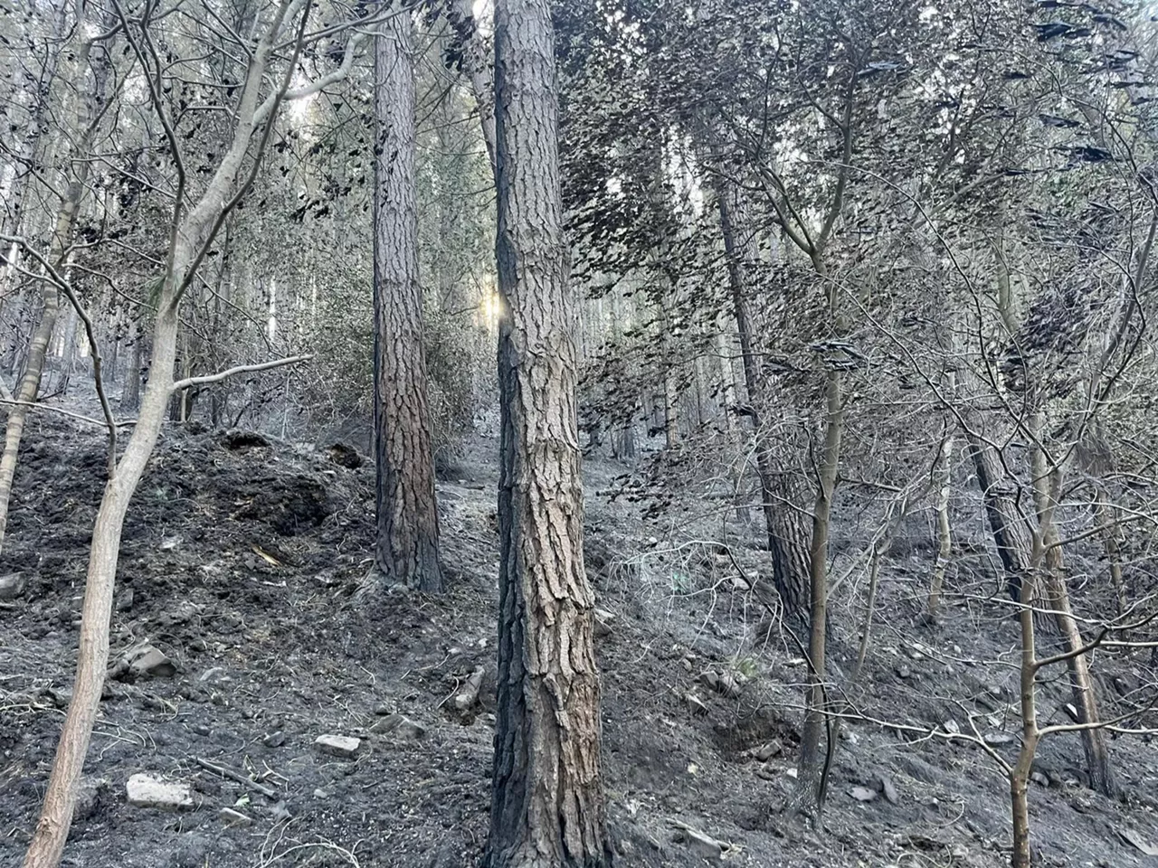 Incendio estabilizado en Balmaseda. Foto: EITB Media
