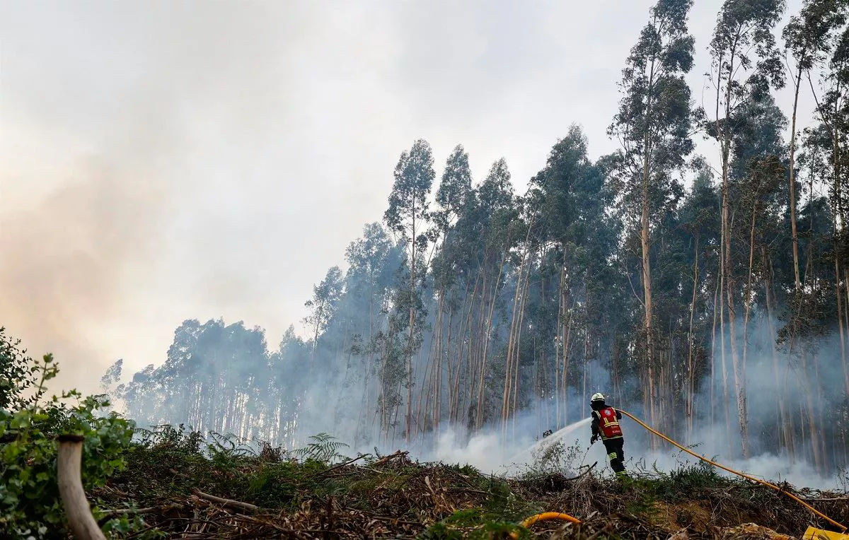 Incendio forestal en Bizkaia. Foto de archivo: EFE