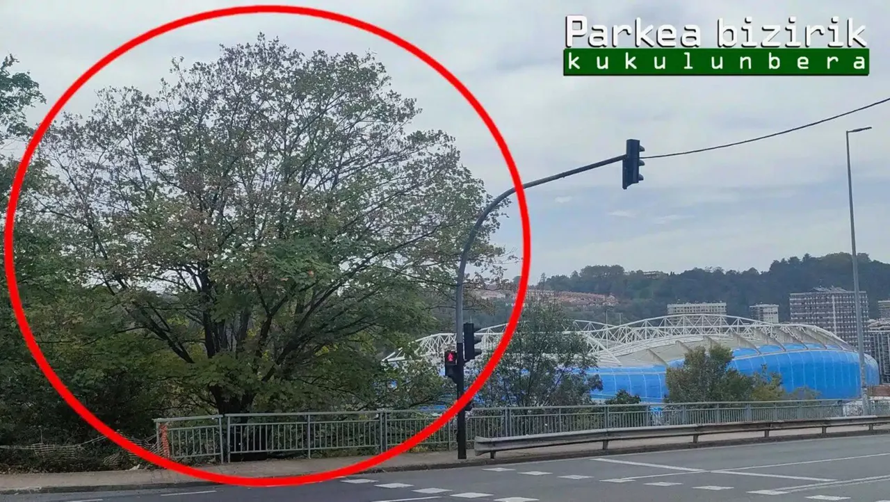 El colectivo advierte que esta especie se puede encontrar con facilidad en zonas deSan Sebastián. Foto: Parkea Bizirik Kukulunbera