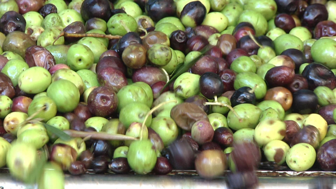 Cosecha de aceitunas