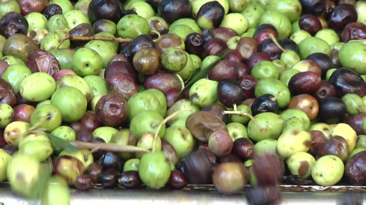 Cosecha de aceitunas