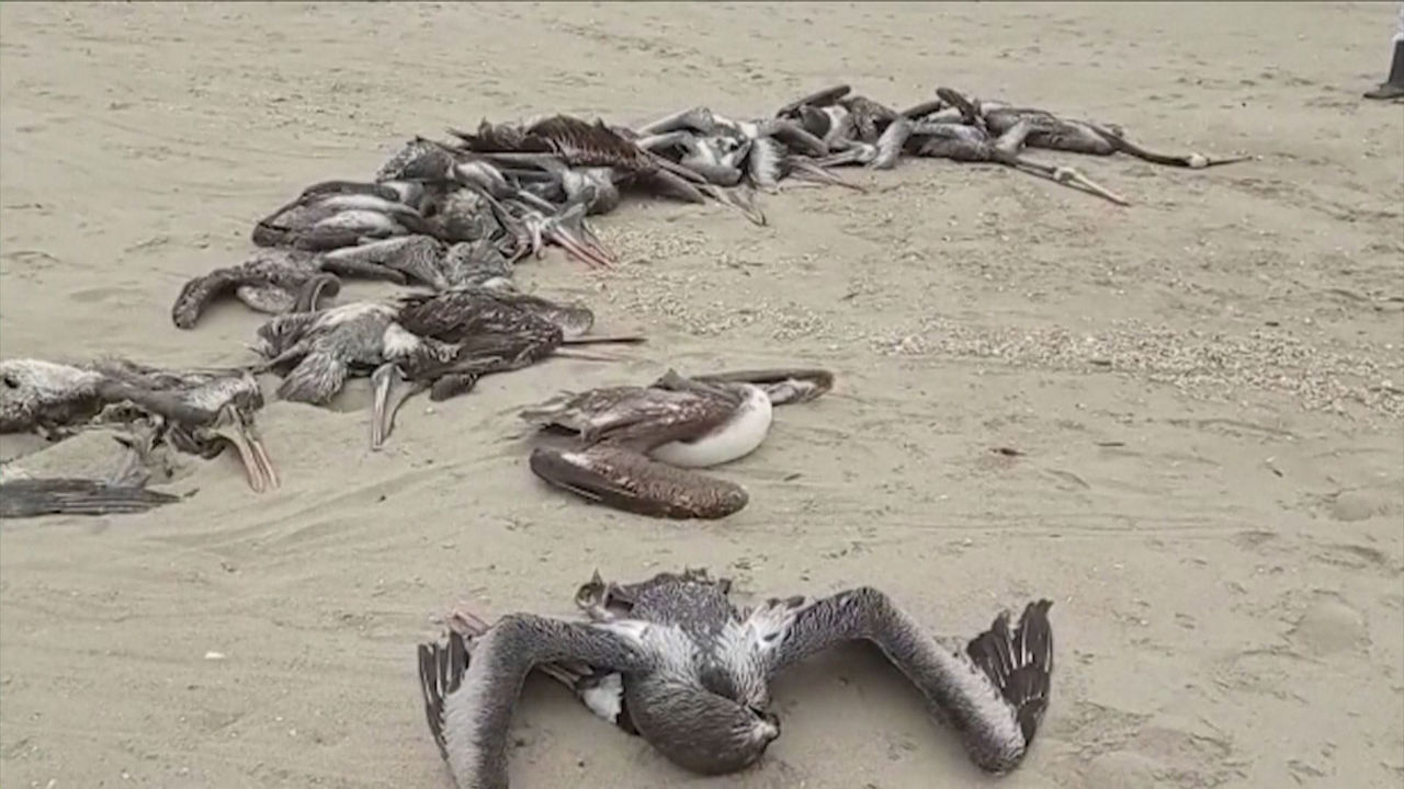 Pelícanos en Perú