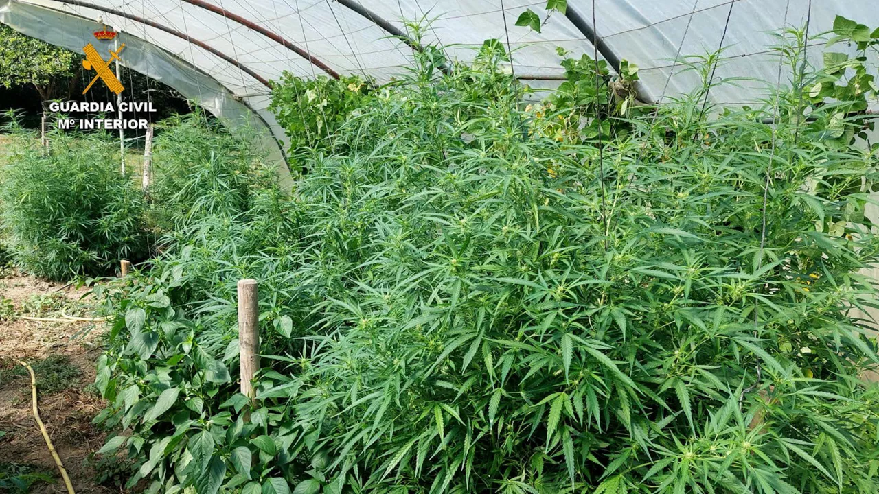 Una de las plantaciones halladas en Bizkaia. Foto: Guardia Civil