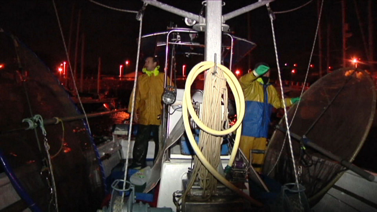 Pesca de angulas