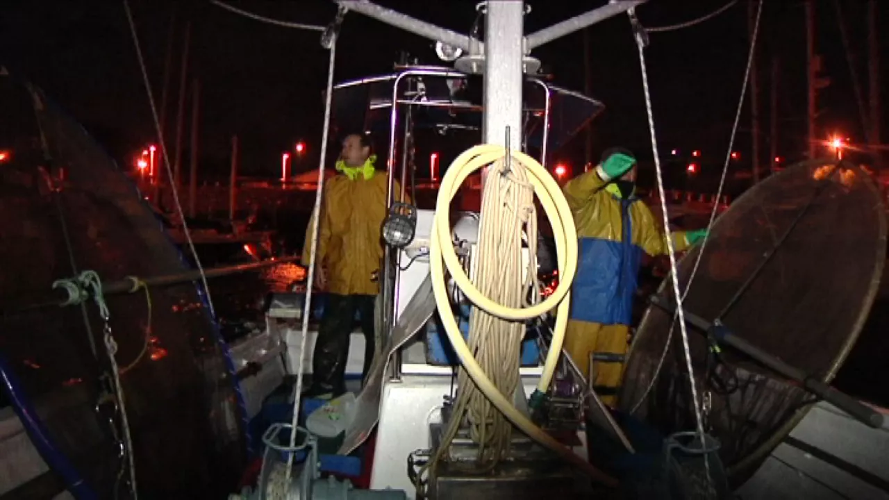 Pesca de angulas
