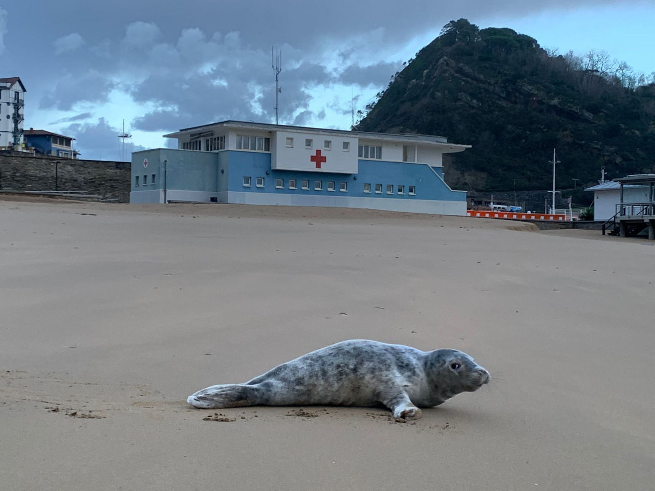 foca getaria cruz roja gipuzkoa