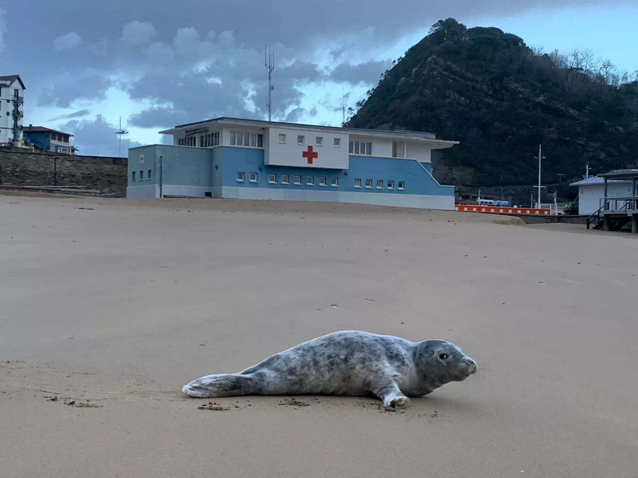 foca getaria cruz roja gipuzkoa