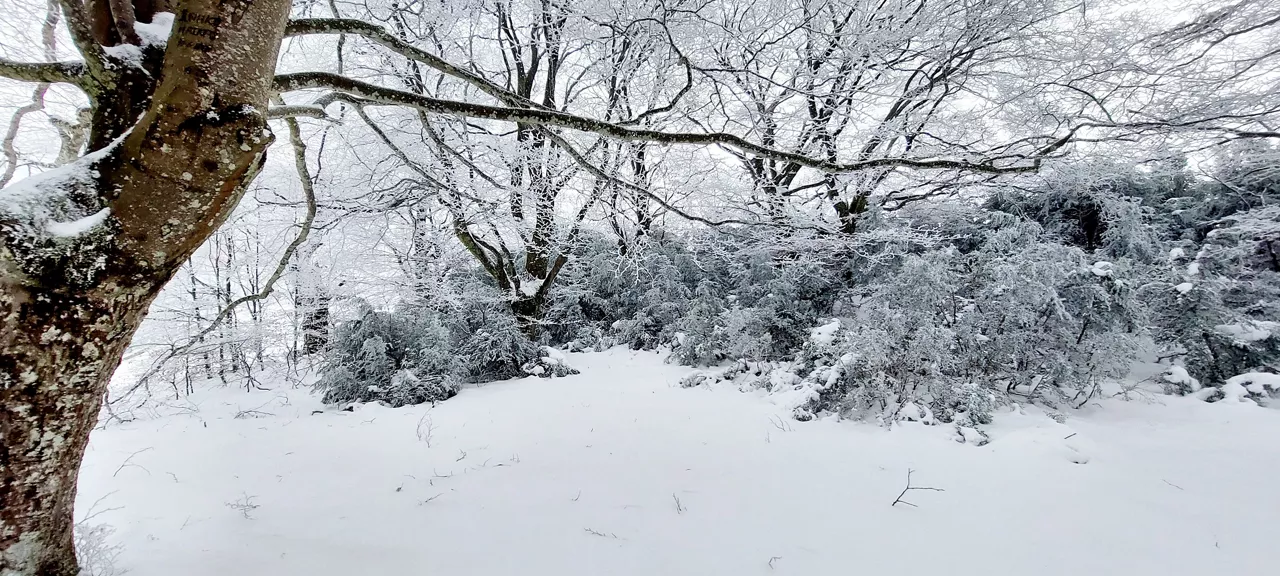 CENCELLADA NIEVE ELURRA HERRERA