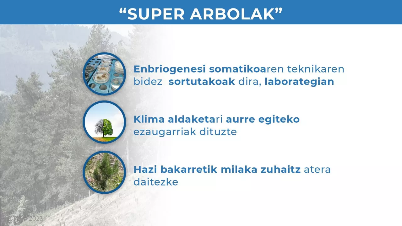 super arbolak infografia eus 1